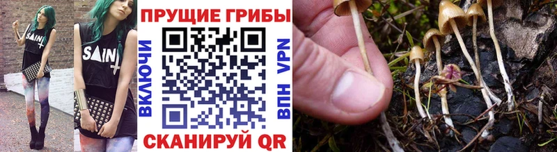 Галлюциногенные грибы прущие грибы  Костерёво 